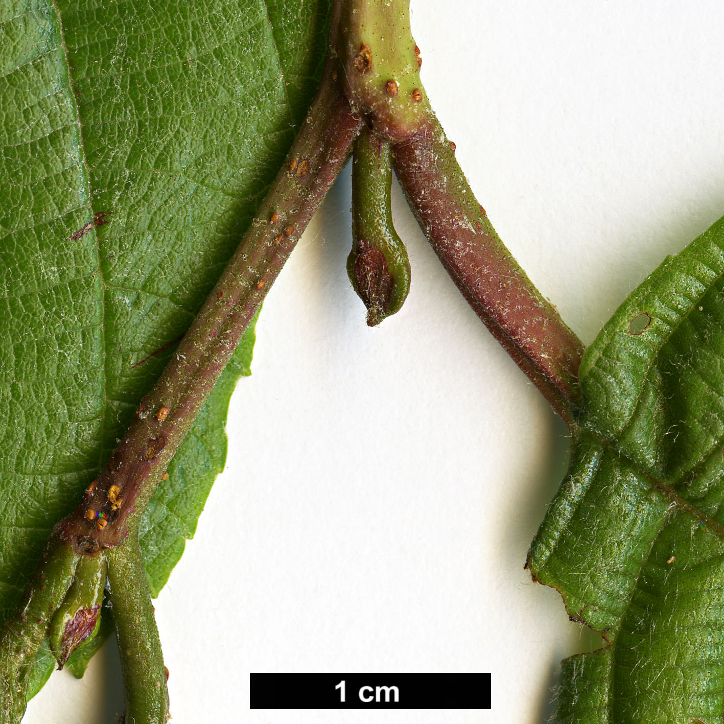 High resolution image: Family: Betulaceae - Genus: Alnus - Taxon: acuminata - SpeciesSub: subsp. arguta